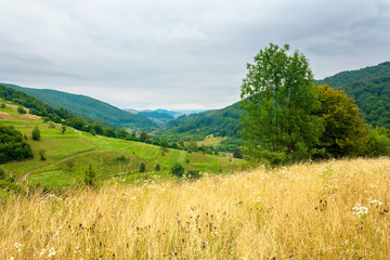 Fototapeta premium tree on the grassy meadow in countryside landscape. stormy overcast weather in mountain. beautiful nature of rural scenery in summer