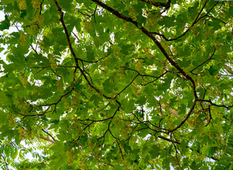 Obraz premium view inside the crown of a blooming sycamore maple tree