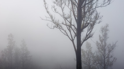 Fototapeta na wymiar Foggy morning around Ijen volcano on Java island, Indonesia. Another planet landscape