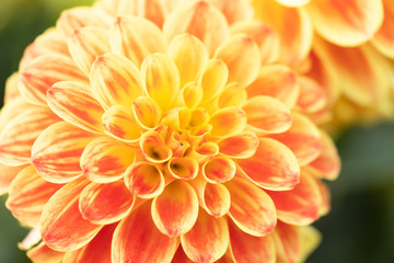 Macro of a yellow dahlia