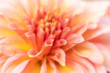 Obraz na płótnie Canvas Macro of a rose dahlia