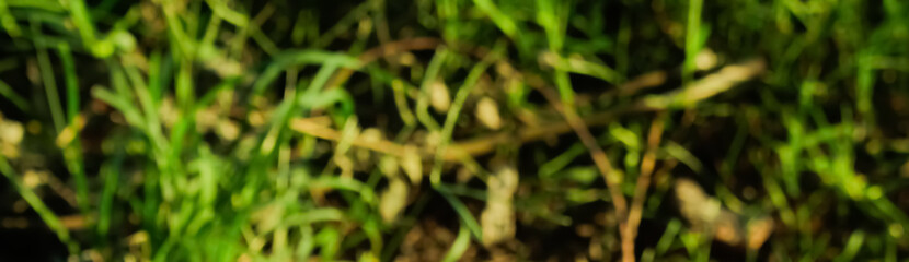 Beautiful blur picture of blue sky, trees and grass.
