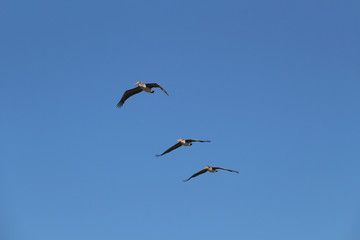 3 Pelicans on the coast of California