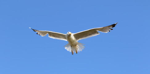 Seagull flying in clear blue sky at sunny summer day