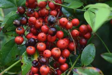 A cluster of fresh and old berries