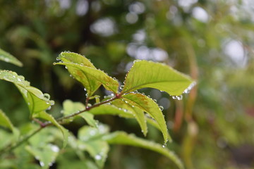 Beneath some rain covered leaves