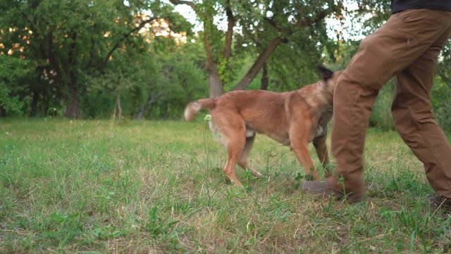 A Beautiful Dog Plays With His Master In The Summer In The Park. Belgian Shepherd Having Fun While Playing With A Man In Brown Pants. Dog Training Concept Video