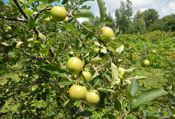 Apple growing and production: a close-up on many unripe green apples on the branches of a tree in the orchard promise a rich apple crop, harvest.