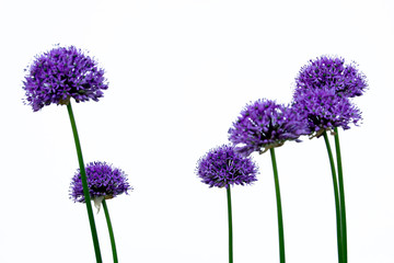 Blooming purple allium giganteum with a white background - obrazy, fototapety, plakaty