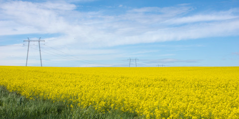 View of a beautiful field of bright yellow canola or rapeseed with a blue sky on a sunny day in Hungary
