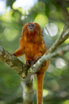 Mico- Le&atilde;o-Dourado em seu habitat natural. Esp&eacute;cie em risco de extin&ccedil;&atilde;o. Esp&eacute;cie End&ecirc;mica do Brasil. 