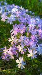 Beautiful flowers moss creeping Phlox subulata in the garden. Emerald Cushion Blue. Lavender purple...