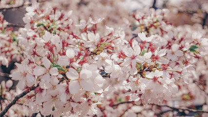 Blossoming it in his way