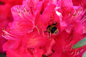 A large bumblebee crawls deep into the pink-red flowers to collect nectar from this rhododendron on the royal estate De Horsten in Wassenaar, the Netherlands -2