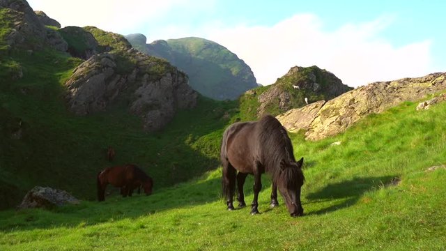 A black horse eating grass one morning atop Mount Pe&ntilde;as de Aya or Aiako Harria in Basque, Oiartzun. Basque Country