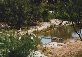 Wildlife by the river
