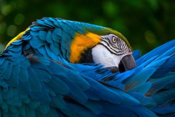 blue and yellow macaw