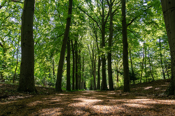 Fototapeta na wymiar This beautiful avenue with old trees on both sides with fresh green leaves, is located in the park De Horsten in Wassenaar, the Netherlands.