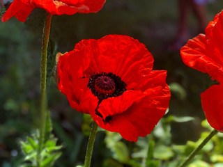 Closeup shot of a large red orange poppy in full bloom, single flower on leaf background