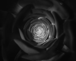 Dramatic Black and White Flower