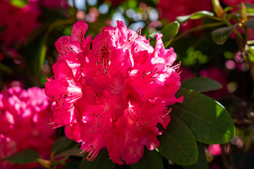 The sun rays fall on a part of this large cluster of pink-red rhododendron flowers in the park De Horsten in Wassenaar, the Netherlands.