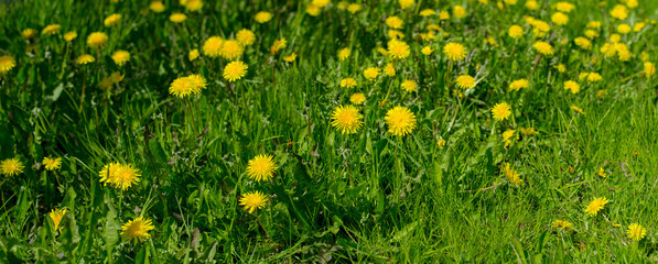yellow dandelions on green grass