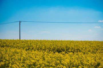Flowering of the rapeseed field is yellow. Natural landscape background with copy space. Blooming canola flowers. Bright Yellow Rape in summer.