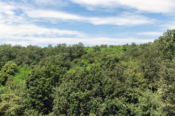 Fototapeta na wymiar Edge of the forest near Szomolya, Hungary
