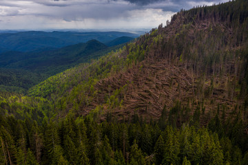 Obraz premium Forest with thousands of fallen trees due to the very strong wind. Ecological natural disaster. Fallen forest. Aerial photo of logging deforestation in wild forest. Climate change threatens