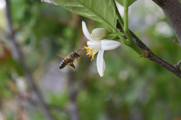 citrus flowers on the branch visited by bees