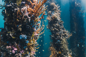 Corais e vida marinha nos pilares submersos do Pier de Busselton, Austrália.