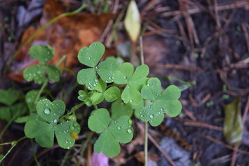 A group of raindrop covered clovers