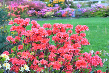 Obraz premium rhododendrons in park