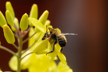 Brussels sprout yellow flowers with bee in natural light