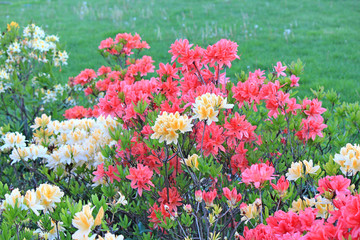 rhododendrons in park