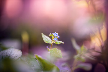 spring flowers in the garden