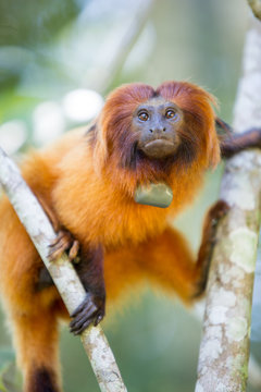 Mico- Le&atilde;o-Dourado em seu habitat natural. Esp&eacute;cie em risco de extin&ccedil;&atilde;o. Esp&eacute;cie End&ecirc;mica do Brasil. 