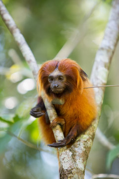 Mico- Le&atilde;o-Dourado em seu habitat natural. Esp&eacute;cie em risco de extin&ccedil;&atilde;o. Esp&eacute;cie End&ecirc;mica do Brasil. 
