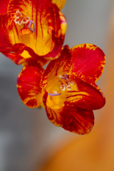 Freesia flowering plants in spring natural light