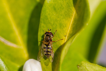 Fototapeta premium Orange blossom flowers in natural light
