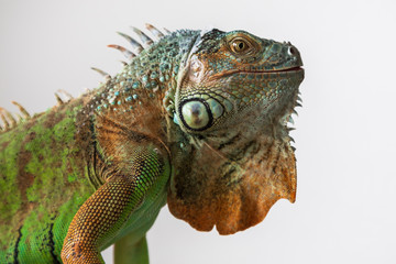 Green Iguana - Iguana iguana - beautiful portrait close-up of head and eye.