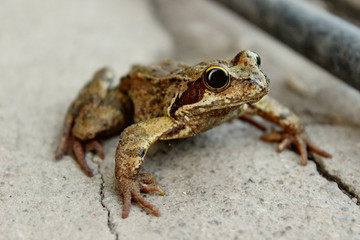 The big frog is looking forward