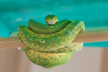 Corallus caninus - Green Snake - Tree green snake coiled on a stick.