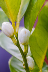 Orange blossom flowers in natural light