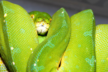 Obraz premium Corallus caninus - Green Snake - Tree green snake coiled on a stick.