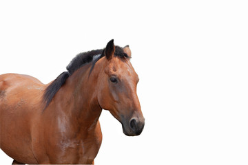 Naklejka premium HORSE isolated white background