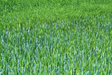 Fresh green cereal field in spring sunshine. Barley grain is used for flour, barley bread and beer, some whiskeys and vodkas and animal fodder. Landscape for wallpaper or background, bird perspective.