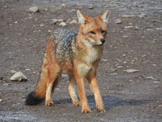 red fox in the wild
