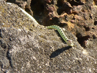 Golden tree snake at Wat Si Sawai in Sukhothai