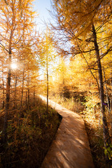 Obraz premium sunrise in the forest